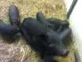 videos de Training a Pig to Sit