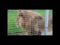Lions At Linton Zoological Breeding Centre.