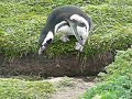 Penguin jump