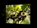 What Is Maqui Berry