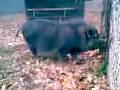videos de lina2