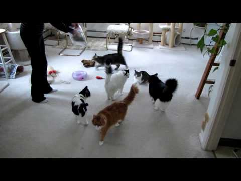 6 Kitty Catnip Party