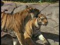 ep-6-kids-wildlife-warriors-siberian-tigers.html