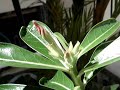 Homegrown Fukui plant bearing Flower Buds Homegrown Fukui plant bearing Flower Buds