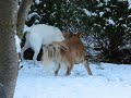 Pepper und Charly im Schnee