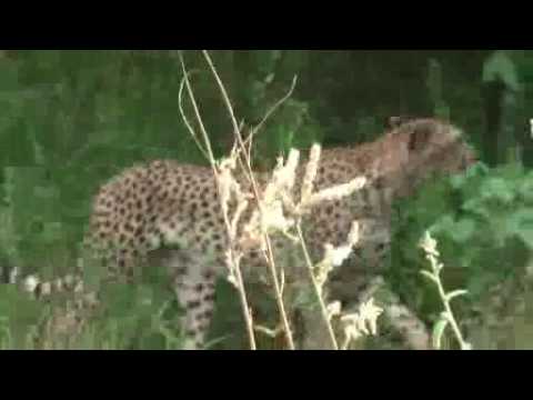 Cheetah der Gepard
