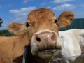 Cow @300fps Cow @300fps