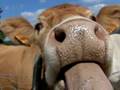 Cow @300fps