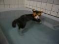 猫の犬かき～♪swimming　cat