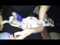 Gizmo Poor Baby.mp4