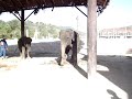 Pointless elephants