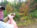 Hornet huntin