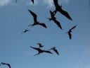 ECUADOR. Oc�ano Pac�fico. Islas Gal�pagos. Fragatas