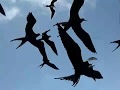 ECUADOR. Océano Pacífico. Islas Galápagos. Fragatas