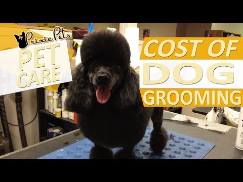 Cost of Dog Grooming Services - Average Prices