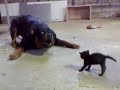 Pequeño gatito se enfrenta a perro Rottweiler