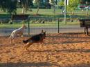 Roxy the German Sepherd Puppy VII Roxy the German Sepherd Puppy VII