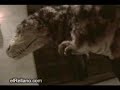 tyranosaurus-rex