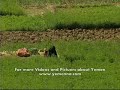 ريمه - ارض الجمال و فن  المغامرات - اليمن raimah- yemen