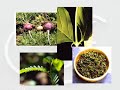 globalfusion us distribuye productos naturales rais vida