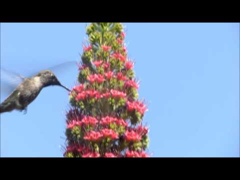 how to grow echium vulgare