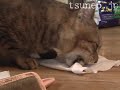ツネオの食事（ささみブロック編）