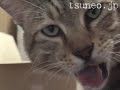 ツネオの食事（ささみブロック編）