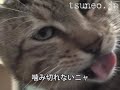 ツネオの食事（ささみブロック編）