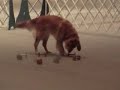 2006 AKC National Obedience Invitational  - Dream