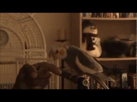 how to train cockatiel