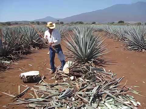 how to harvest agave