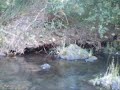 A�on y el Morana