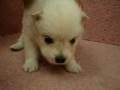 videos de 11/06 狐狸狗 spitz -公幼犬2號-日新犬舍