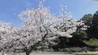 最近の写真・動画