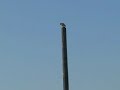Hungry Hawk