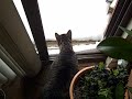 Conversive Cat / Funny Animals / Cats Hate Snow -- Rita and Sheila love the balcony, even in winter, but not when it snows. Climate change must be kicking in because the only snow of the season happened in March.
