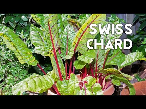 how to fertilize swiss chard