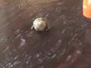 Another Look At Hermy The Hermit Crab Another Look At Hermy The Hermit Crab