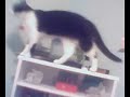 droles-de-chats.html