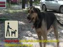 Best Practice Camping- Pest Management. Best Practice Camping- Pest Management.