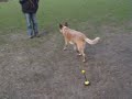 Clickertraining Australian Cattle Dog