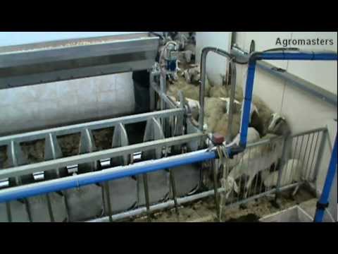 sheep milk