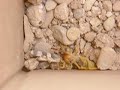 Lord Humongous Feasting Lord Humongous Feasting