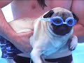 Pug Swimming...Almost!!