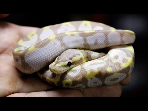 YouTube reptile video