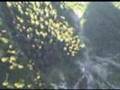 BASE-jumping-wingsui