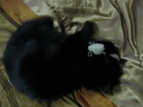 twiggywent - Twiggy went nuts with her mouse toy that has catnip (aka, kitty marijuana, ha ha) inside.