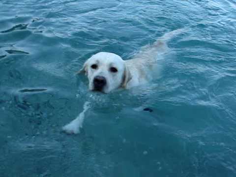 Olymp the yellow lab enjoying the beach