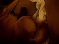 2匹目の陣痛