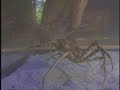 Japanese Spider Crab at the Shedd Aquarium Japanese Spider Crab at the Shedd Aquarium